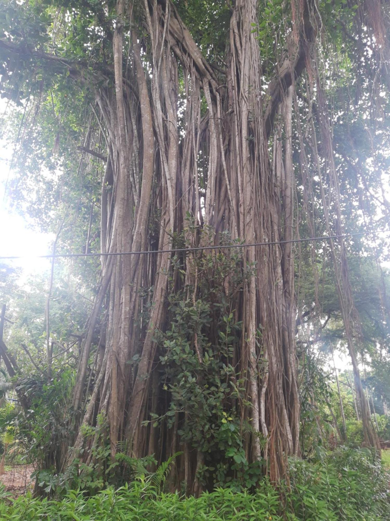 Banyan House - Luxurious 4 Bedroom Villa On One Acre, Near The Beach Nāgaon Exterior foto
